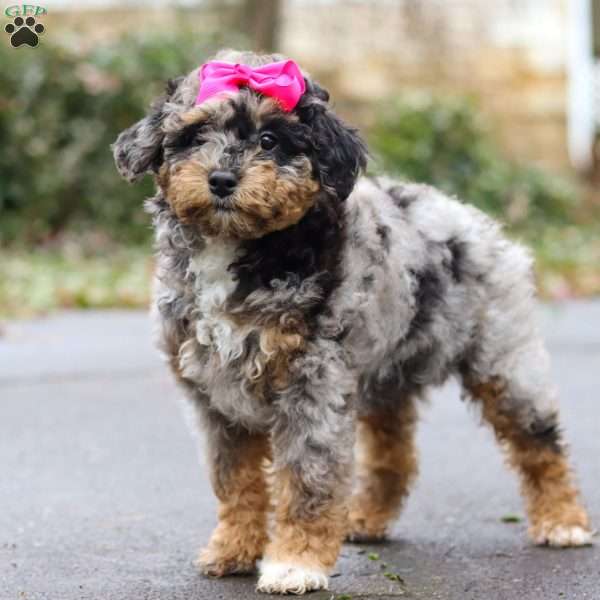 Tinsel, Mini Aussiedoodle Puppy